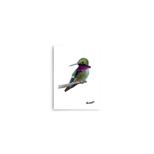 Amethyst-Throated Hummingbird Watercolor Print - Museum Quality Bird Art